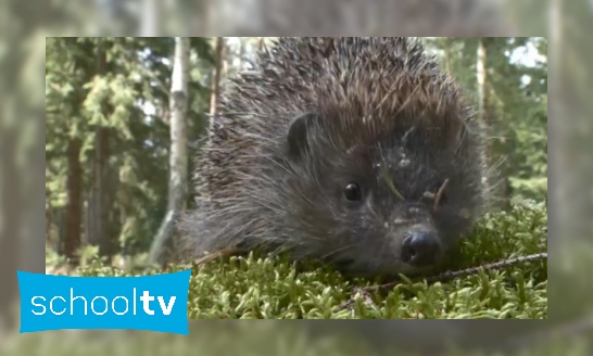 Plaatje De egel: vrienden en vijanden in het bos