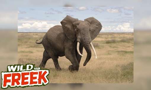 Afrikaanse olifant