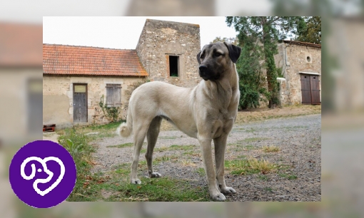 Plaatje Anatolische Herder