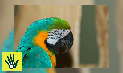 Plaatje Spreekbeurt over dieren (goed) houden