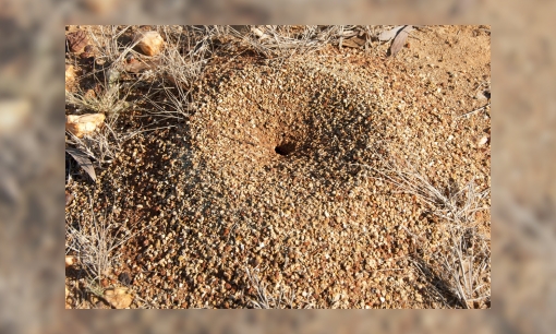 Plaatje Spreekbeurt over mieren