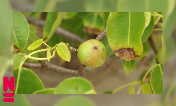 Appeltjes des doods: de manzanillaboom