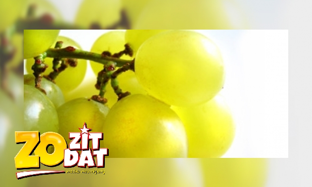 Plaatje Hoe plant je pitloze druiven?