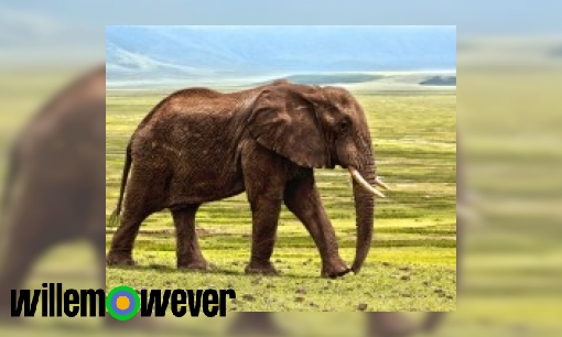 Plaatje Wat en hoeveel eet een olifant?