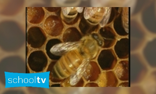 Plaatje Honing, van de bijtjes naar je boterham