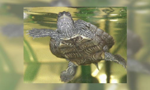 Plaatje Waterschildpadden