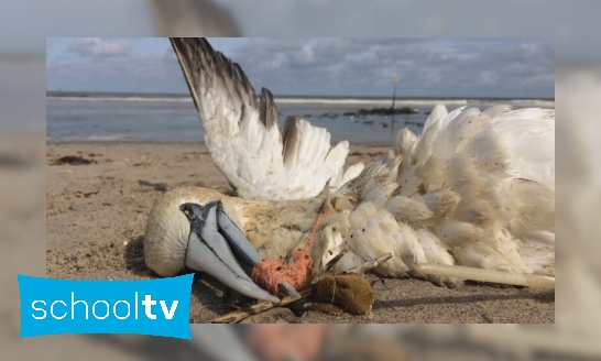 Plaatje Gaan zeedieren dood door plastic?