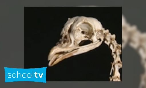 Plaatje Skeletten van vogels