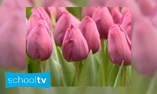 Tulpen in een kas