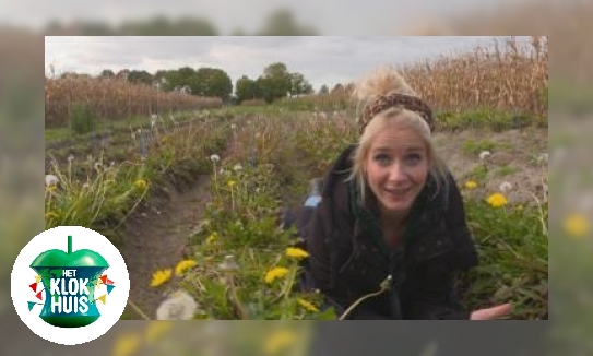 Plaatje Rubber van paardenbloemen