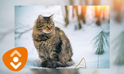 Plaatje Boekenlijst - Katten