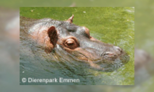 Plaatje Nijlpaard