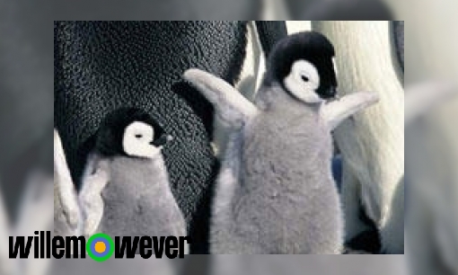 Plaatje Hoe herkennen pinguïns elkaar?