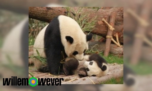 Plaatje Waarom is het pas geboren jong van de reuzenpanda zo klein?