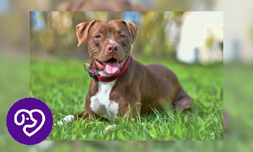 Plaatje Amerikaanse Pitbull Terriër