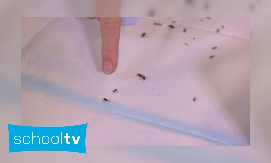 Plaatje Kun je mieren tegenhouden met een krijtje?
