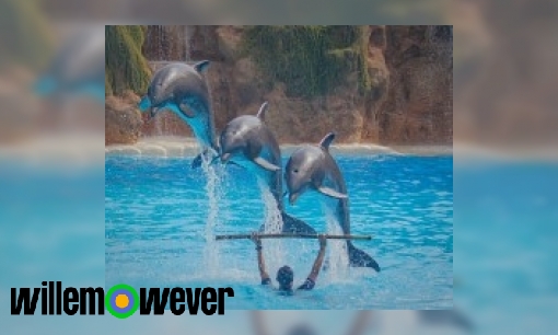 Plaatje Hoe hoog kan een dolfijn springen?