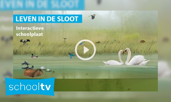 Plaatje Leven in de sloot