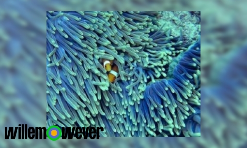 Plaatje Waarom is koraal heel kwetsbaar?