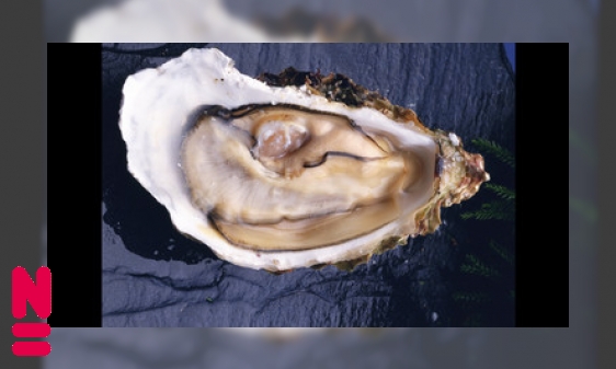 Plaatje Het schitterende leven van de oester