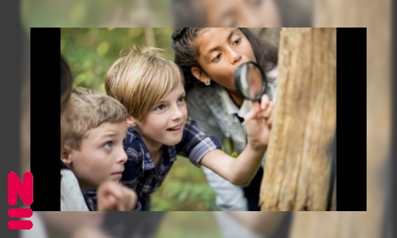 Plaatje Vijf trucs om insecten te bestuderen