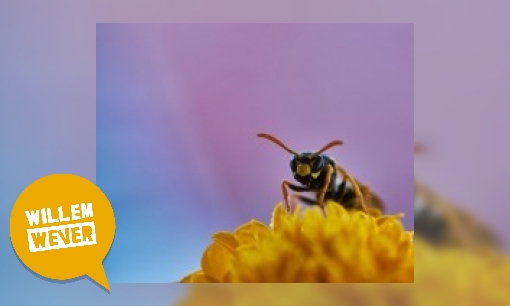 Plaatje Kunnen wespen/hommels/bijen elkaar ook steken?