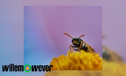 Plaatje Kunnen wespen/hommels/bijen elkaar ook steken?
