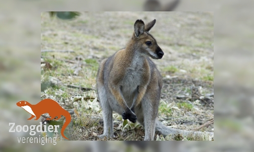 Plaatje Wallabies