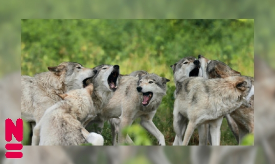 Wolven in de Nederlandse natuur