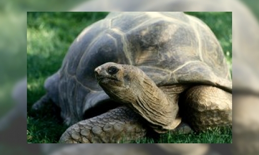 Plaatje Aldabra reuzenschildpad