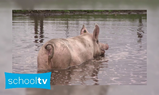 Plaatje Waarom houden varkens van modder?