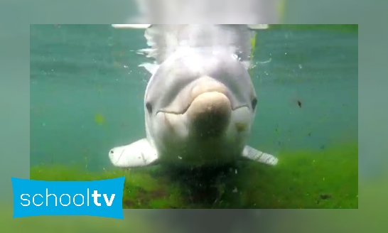 Plaatje Hoe kijken dolfijnen onder water?