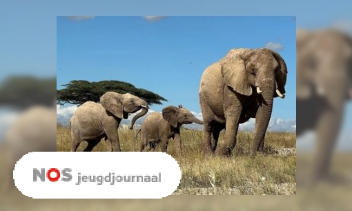 Plaatje Onderzoek: ook olifanten noemen elkaar bij naam