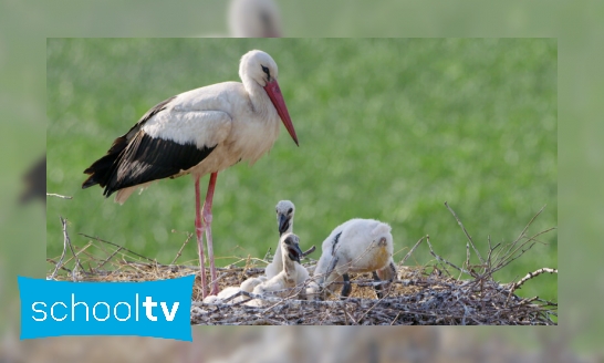 Het nest van de ooievaar