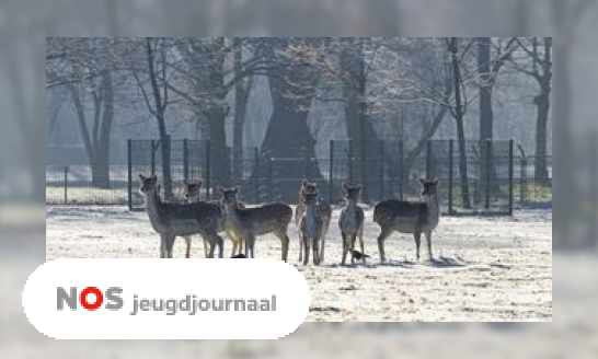 Herten op kinderboerderij en hertenkamp worden binnenkort verboden