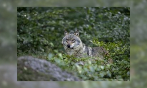 Standpunt van Natuurmonumenten over wolven