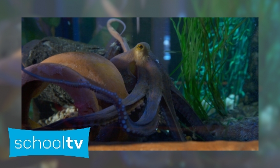 Plaatje Poep van een octopus