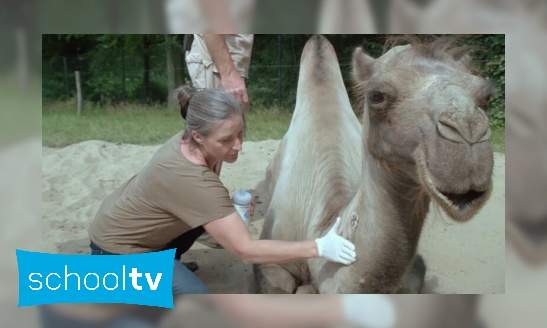 Plaatje Wat doet een dierenarts in een dierentuin?