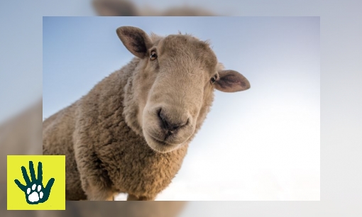 Plaatje Spreekbeurt over schapen