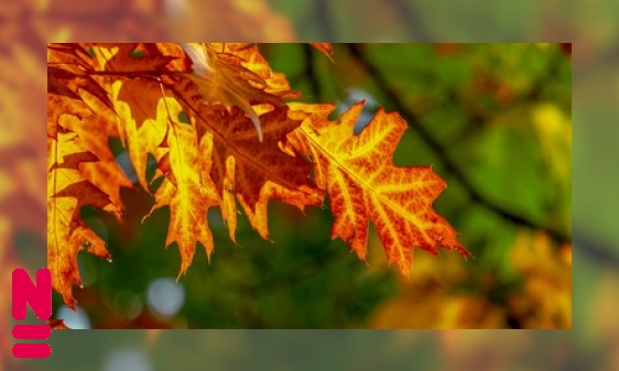 Planten doden eigen cellen om te overleven