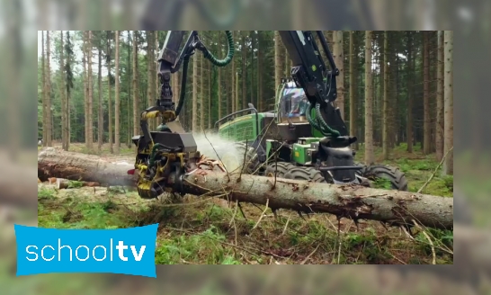 Plaatje Waarom moeten bomen soms gekapt worden?