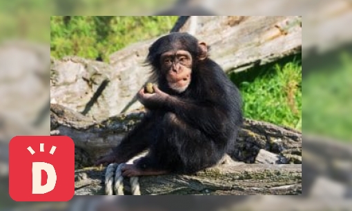 Plaatje Chimpansee