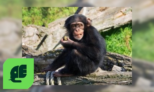 Plaatje Chimpansee