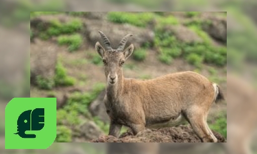 Plaatje Alpen steenbok