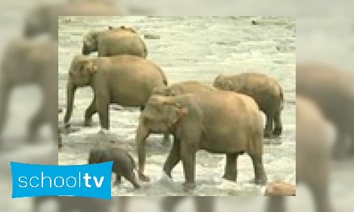 Plaatje Een bad voor olifanten