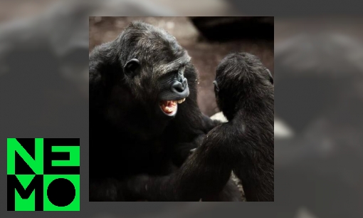 Plaatje Kunnen dieren lachen of huilen?