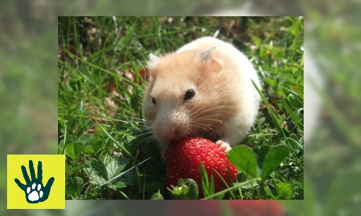 Plaatje Spreekbeurt over dieren in de zomer