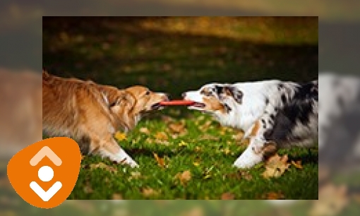 Plaatje Boekenlijst - Honden