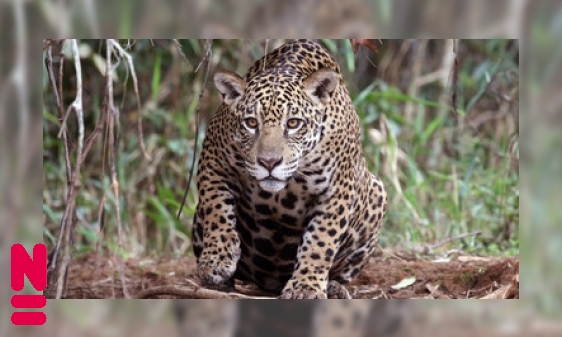 Plaatje De jaguar: onmisbaar in de Amazone
