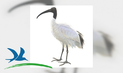 Plaatje Heilige ibis
